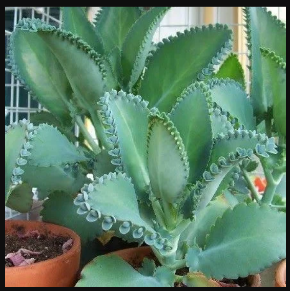 An image of the Mother of Thousands